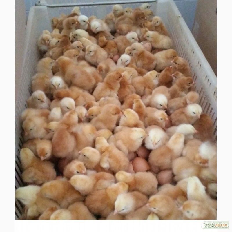 Где Купить Цыплят В Новосибирске