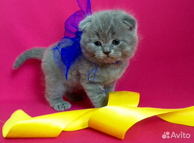Подарили котенка вислоухого котенка Подарили котенка вислоухого котенка