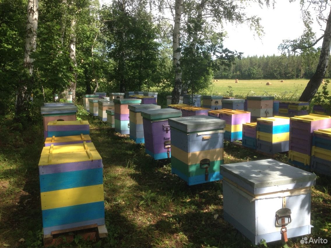 Продам мёд с личной пасеки купить на Зозу.ру - фотография № 1