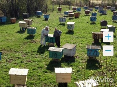 Пчёлы, Пчелосемьи купить на Зозу.ру - фотография № 1