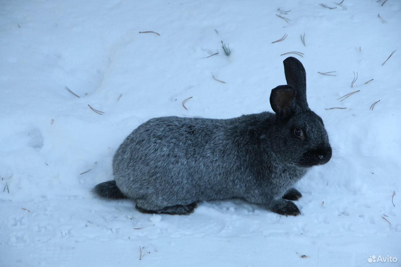 Кролики породы Серебристый (Полтавское серебро) купить на Зозу.ру - фотография № 2