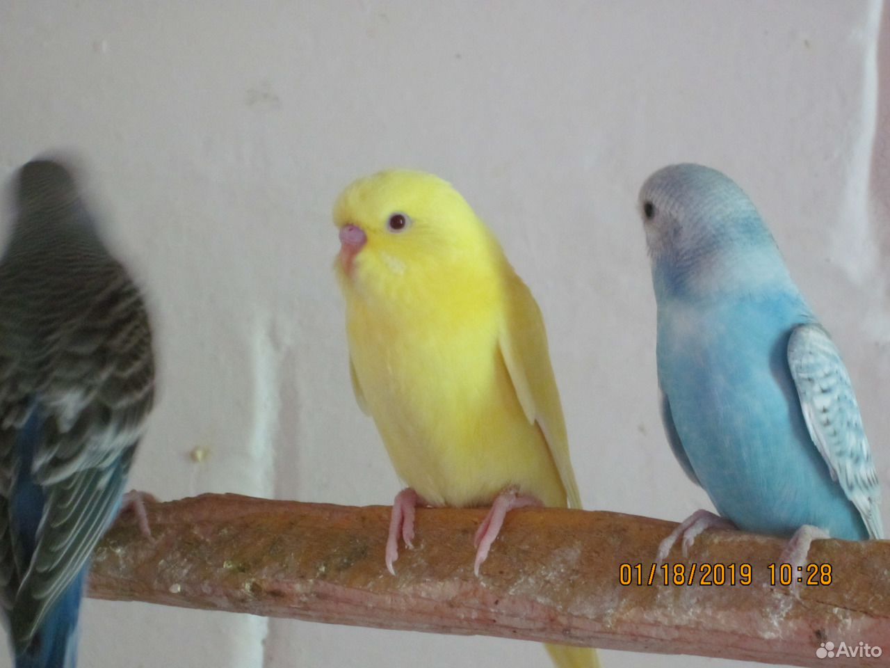 Волнистые попугаи, кореллы купить на Зозу.ру - фотография № 4