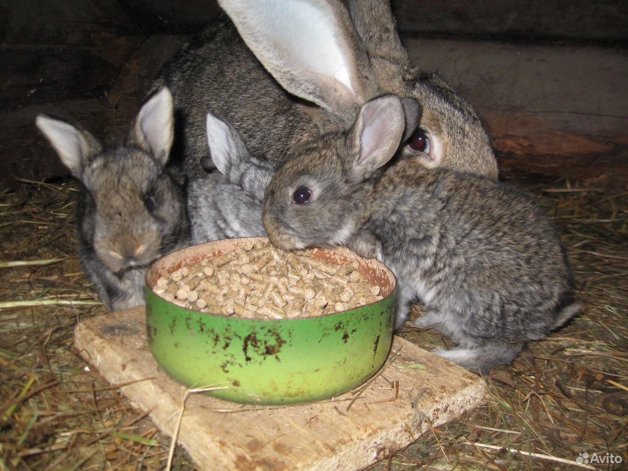 Кролики мясо и молодняк купить на Зозу.ру - фотография № 1