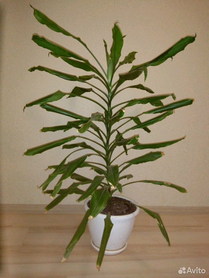 Комнатное растение купить на Зозу.ру - фотография № 2