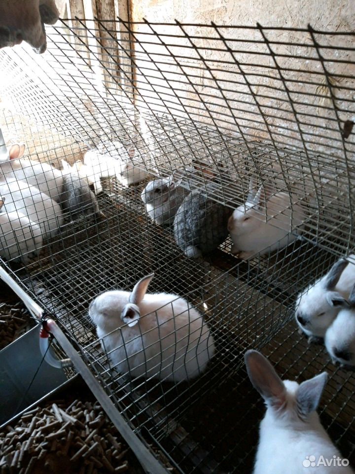 Кролики ферма купить на Зозу.ру - фотография № 3