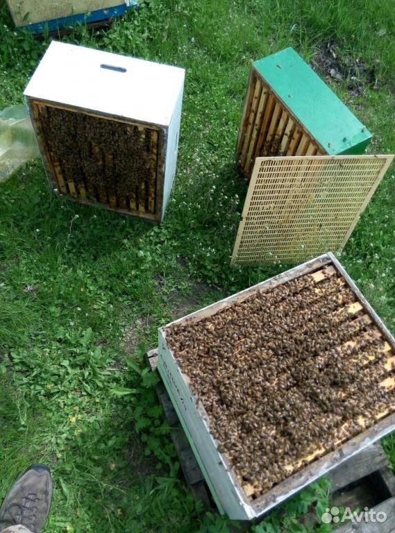 Пчелосемьи рутовские подготовленные, Сильные купить на Зозу.ру - фотография № 3