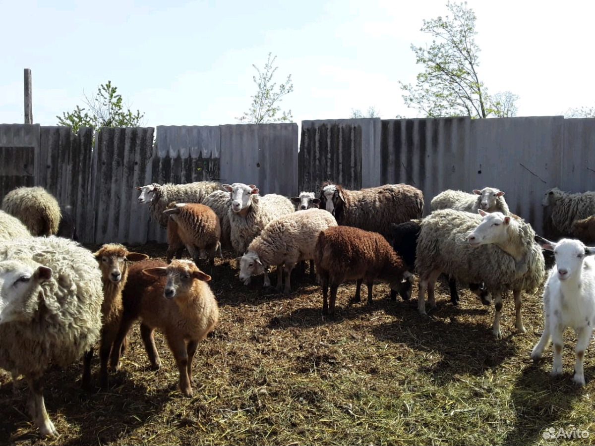 Овцы Продаю 25 ягнят ярочек от 2х месяцев и старше купить на Зозу.ру - фотография № 3