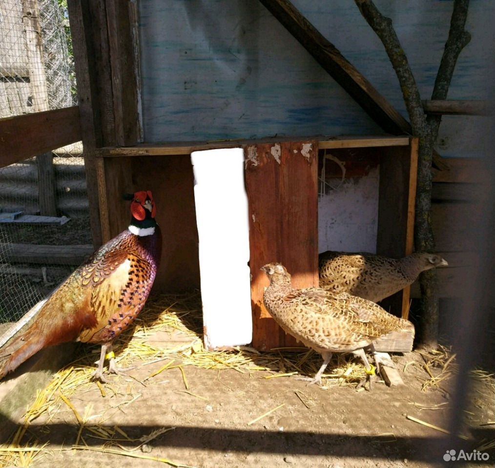 Семья фазанов купить на Зозу.ру - фотография № 1