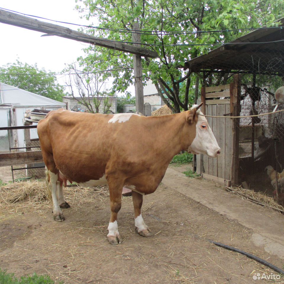 Короваи и телка купить на Зозу.ру - фотография № 2