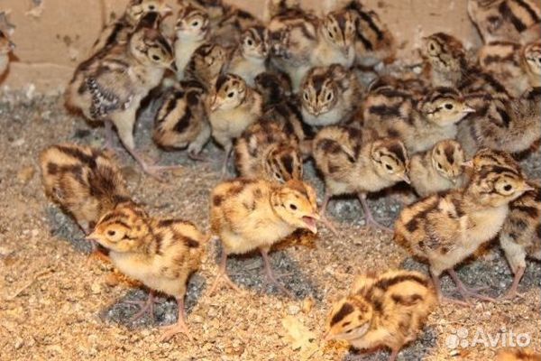 Птенцы охотничьих фазанов купить на Зозу.ру - фотография № 1
