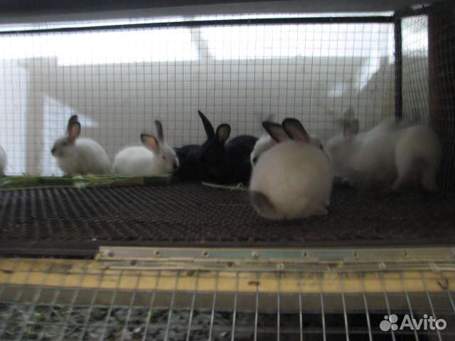 Продам кроликов живым весом купить на Зозу.ру - фотография № 2