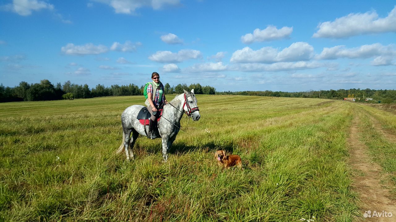 Лошадь в аренду для прогулок купить на Зозу.ру - фотография № 2