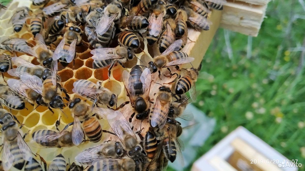 Пчеломатки 2020 г.Бакфаст и Карника купить на Зозу.ру - фотография № 2