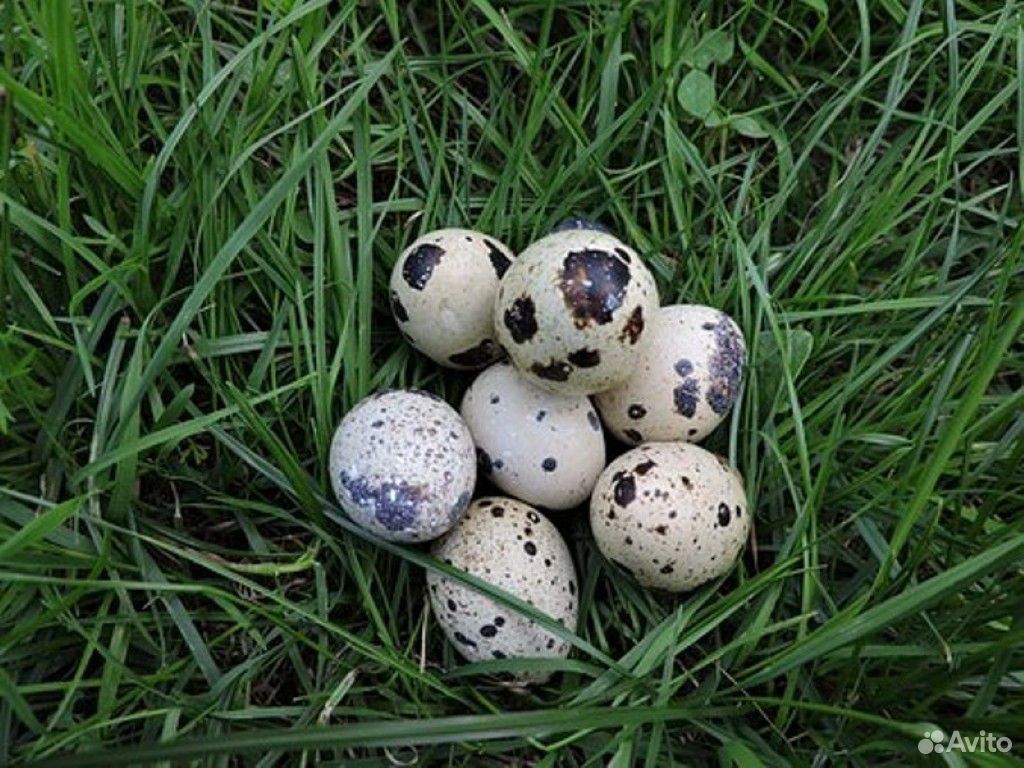 Перепелинное яйцо купить на Зозу.ру - фотография № 2
