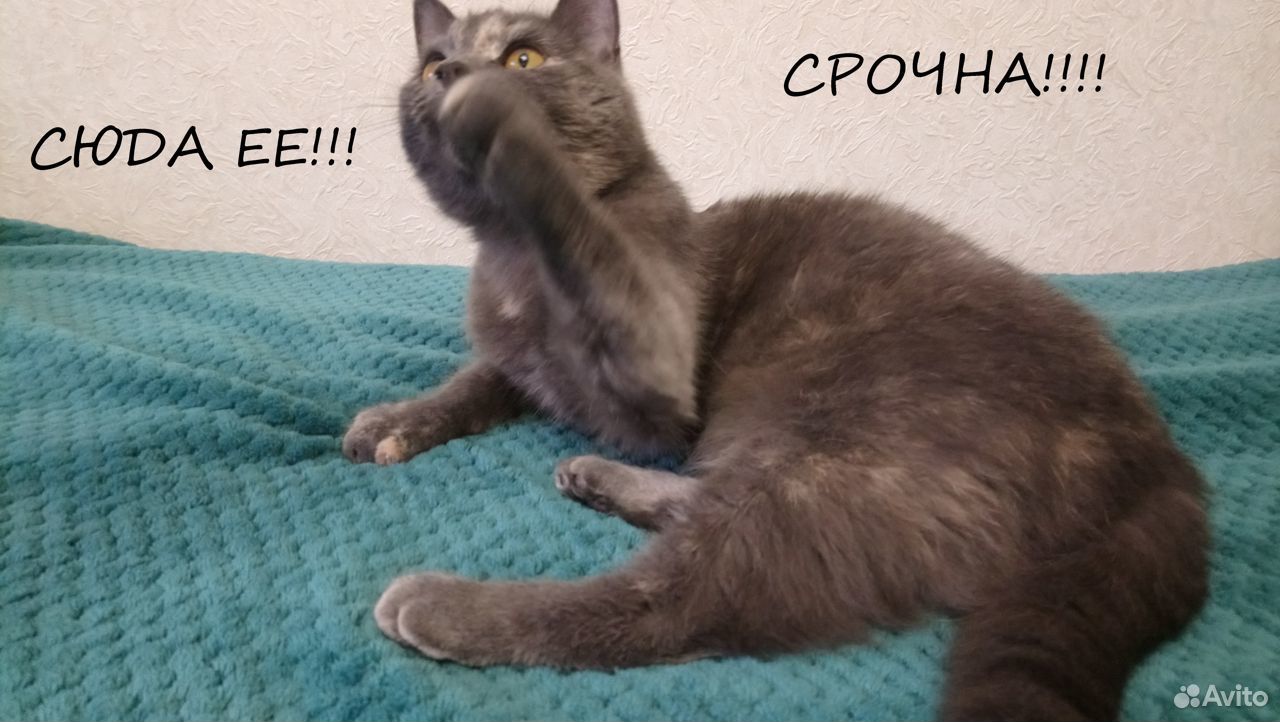 Роскошная кошка - плюшка Буля для лучших людей купить на Зозу.ру - фотография № 4