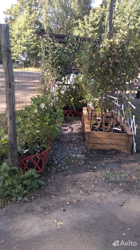 Саженцы яблони, груши, вишни, сливы купить на Зозу.ру - фотография № 10
