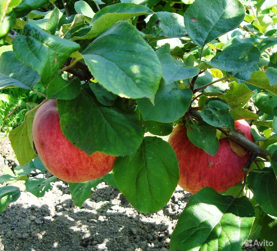 Яблони сортовые, 5-6 лет, плодоносящие купить на Зозу.ру - фотография № 4