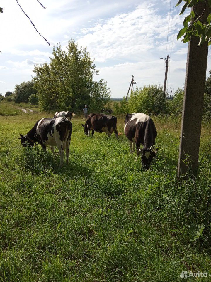 Дойные коровы,нетели,телята на мясо купить на Зозу.ру - фотография № 1