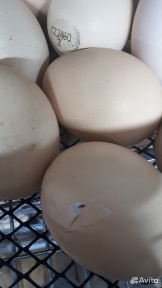 Инкубационное яйцо кобб 500 чехия купить на Зозу.ру - фотография № 1