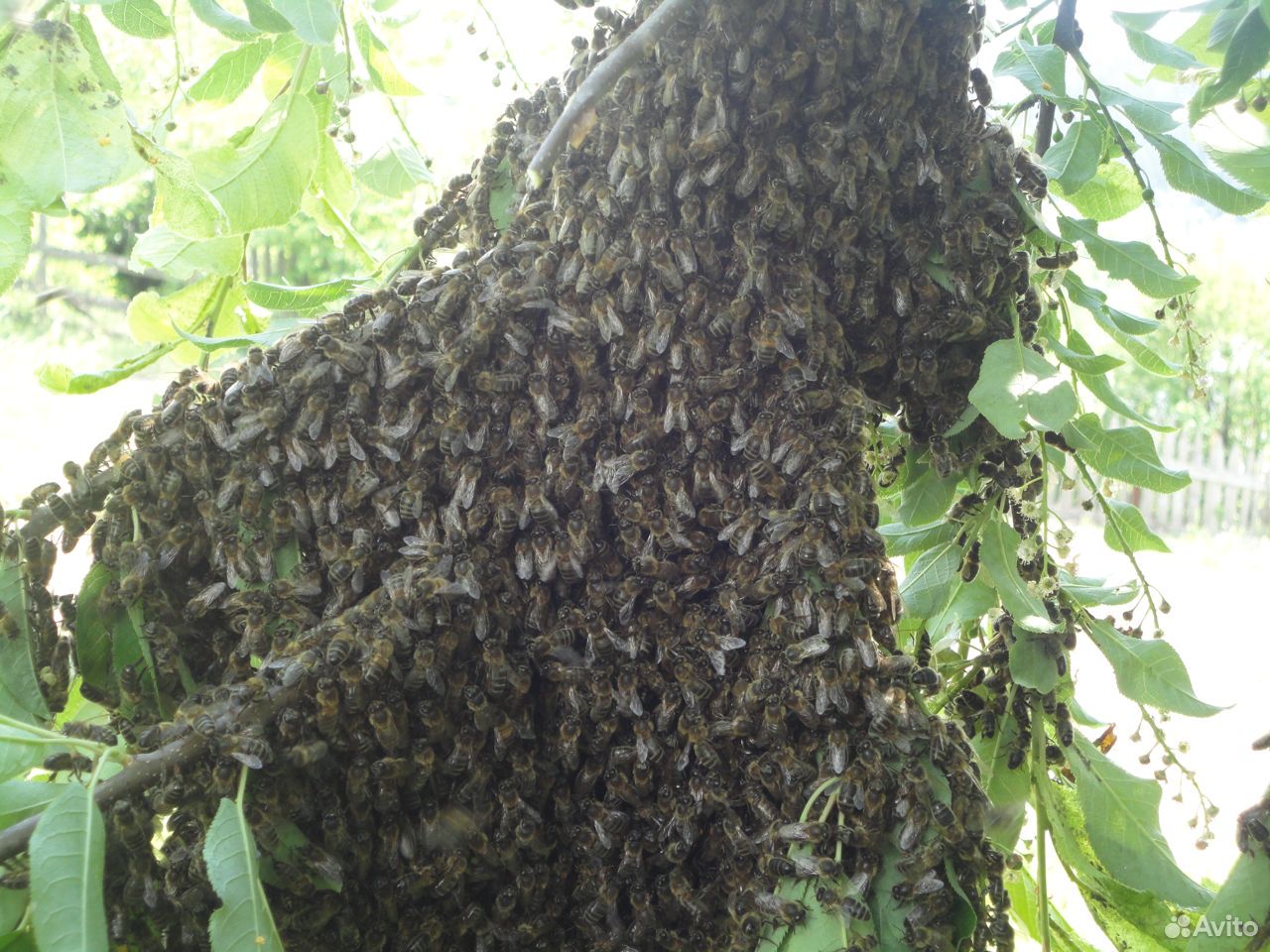 Пчелопакеты купить на Зозу.ру - фотография № 8