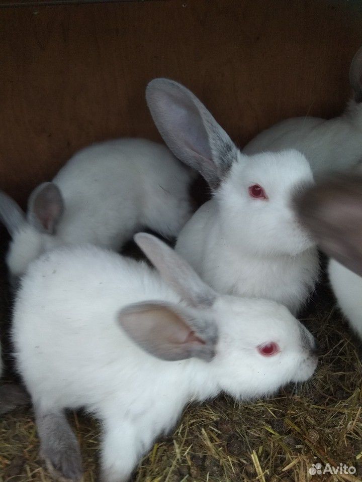 Купить кроликов белгородская. Белгород кролики. Белгородские кролики.
