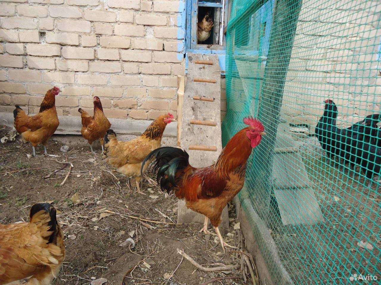 Инкубационное яйцо породных кур, цыплята купить на Зозу.ру - фотография № 5