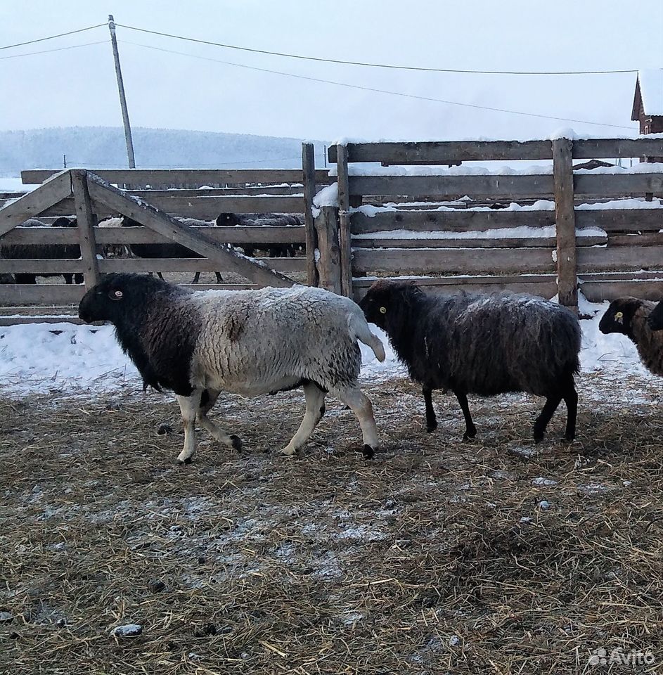 Продаются овцематки купить на Зозу.ру - фотография № 3