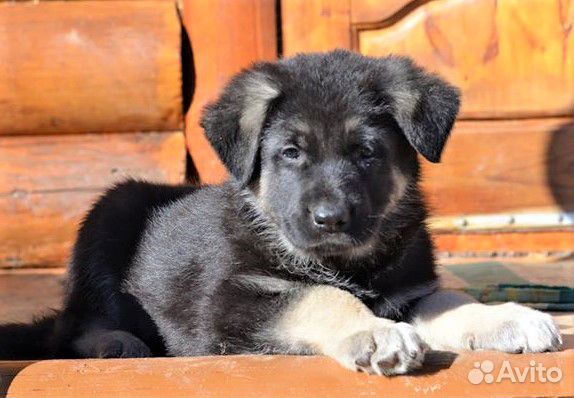 Купить Щенка Восточно Европейский