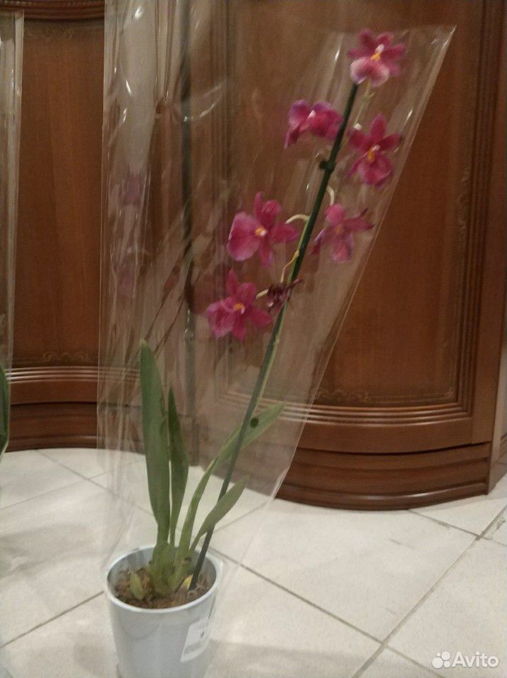 Орхидеи купить на Зозу.ру - фотография № 5