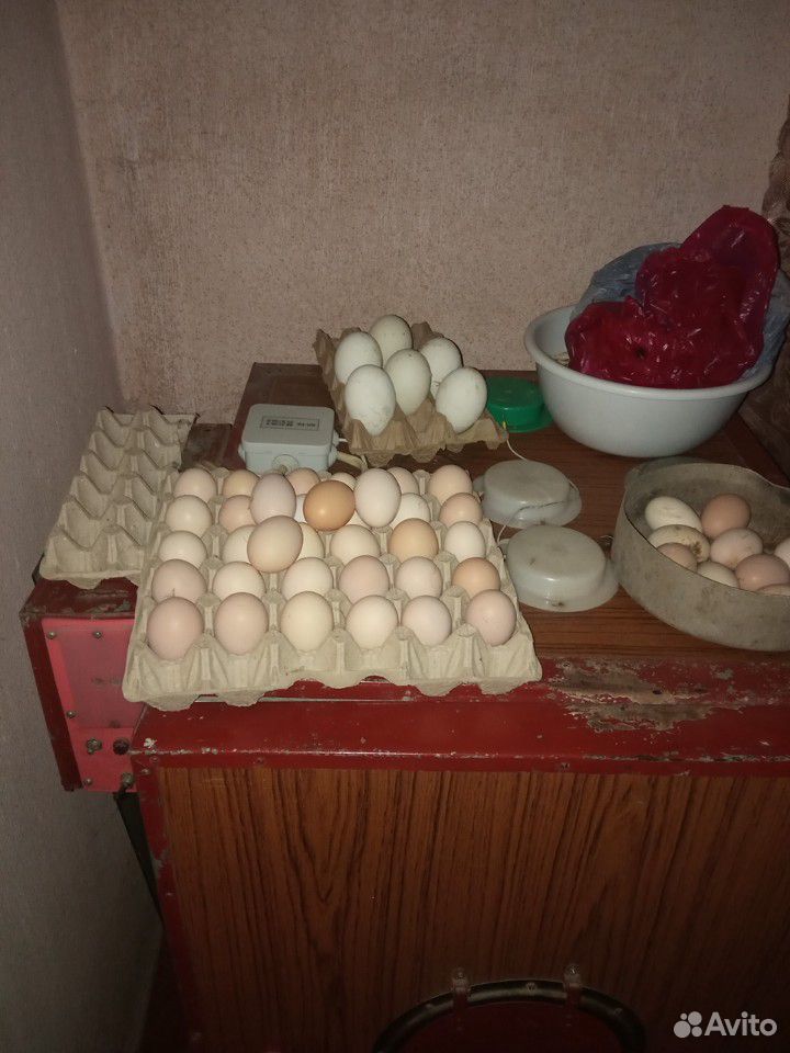 Яйцо куринное, инкубационное купить на Зозу.ру - фотография № 1
