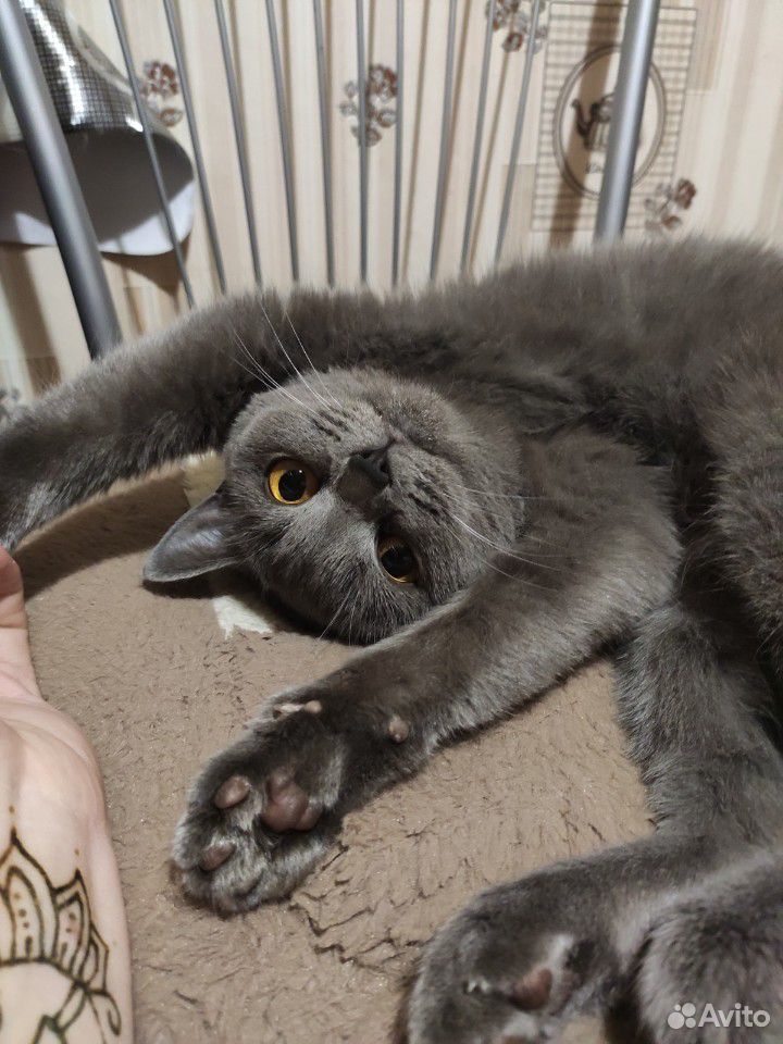 Британка ищет котика для первой вязки купить на Зозу.ру - фотография № 2