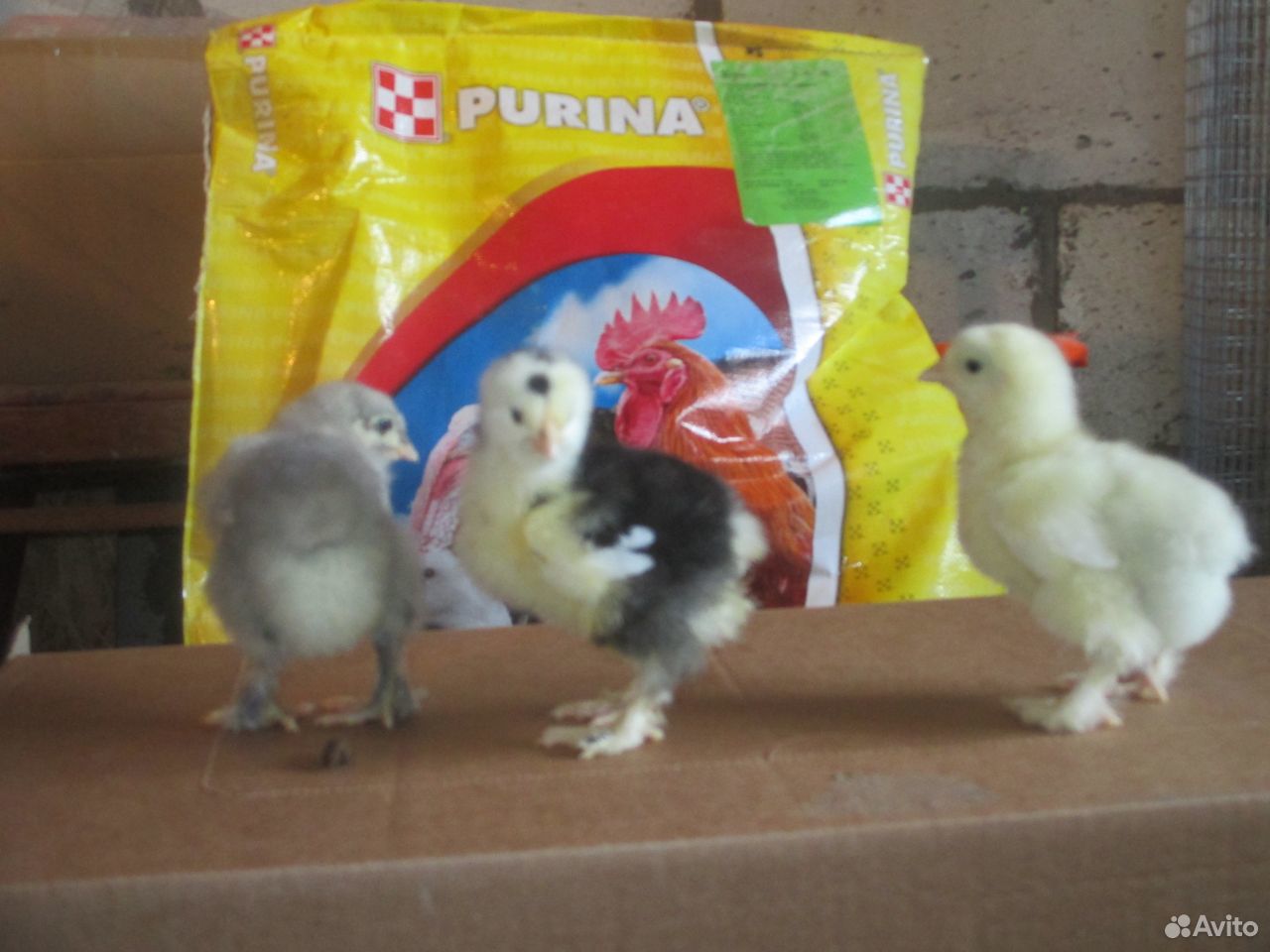 Цыплята кохинхины купить на Зозу.ру - фотография № 1