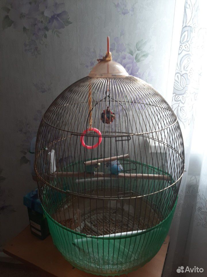 Попугае с клетками купить на Зозу.ру - фотография № 1