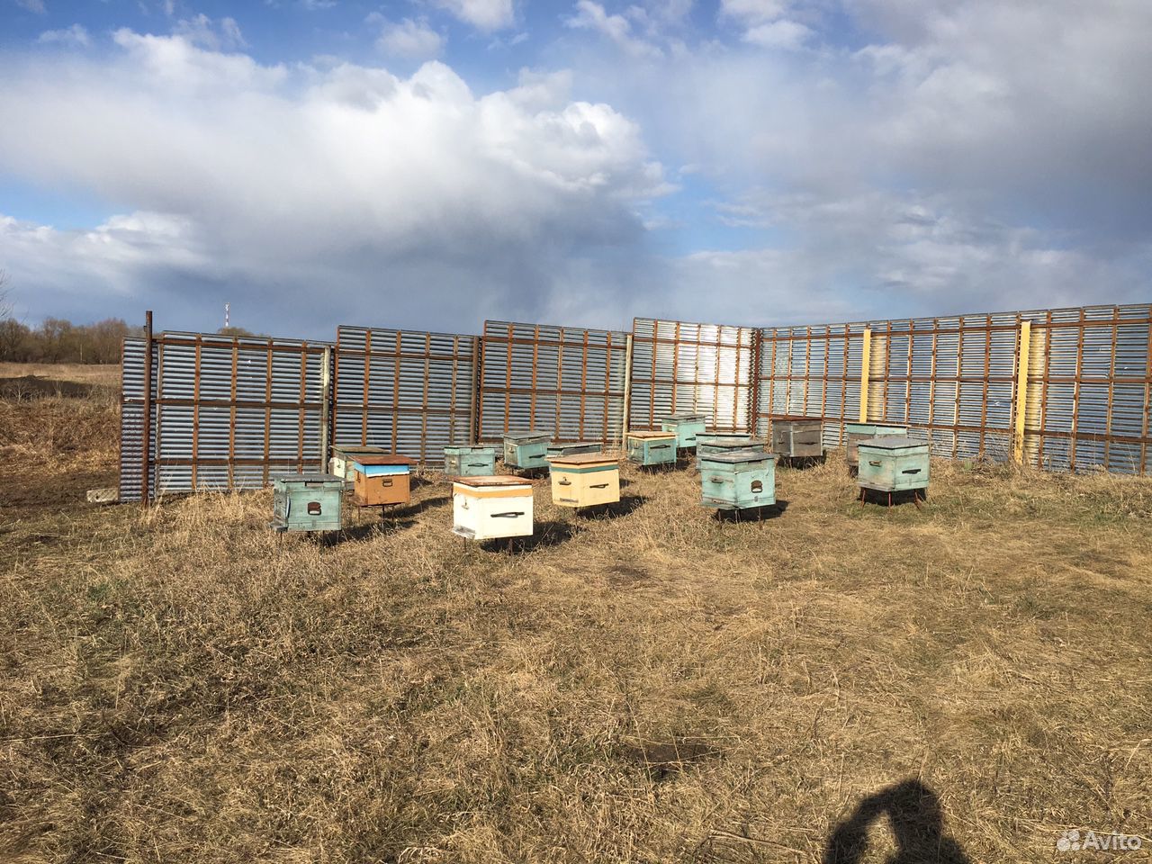 Продам 12 пчело семей, без ульев купить на Зозу.ру - фотография № 1