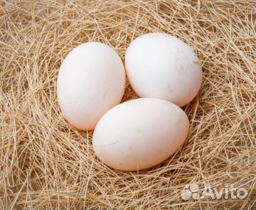 Яйцо индейки домашней инкубационное: купить на Зозу.ру - фотография № 1