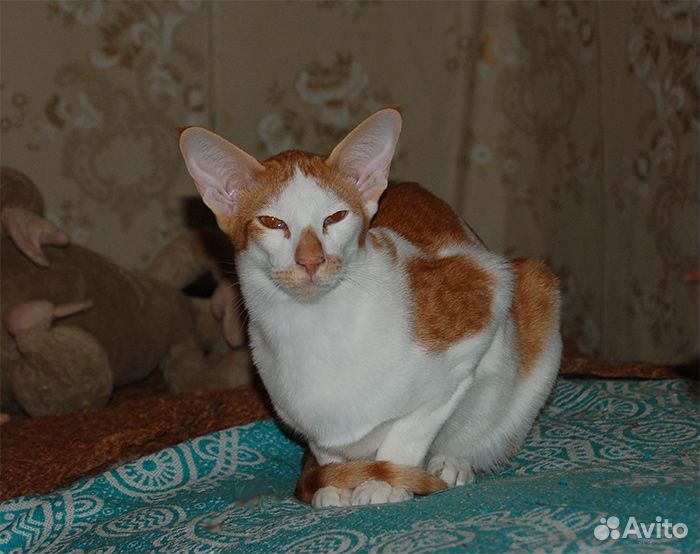 Рыжий с белым котик купить на Зозу.ру - фотография № 1