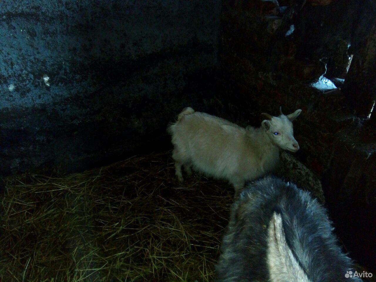 Коза и 2 козла купить на Зозу.ру - фотография № 9