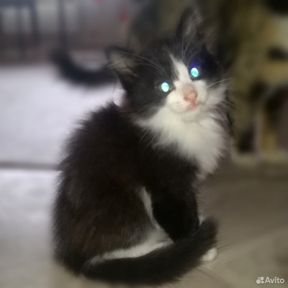 Котята, 1.5 месяц, отдам бесплатно, в хорошие руки купить на Зозу.ру - фотография № 2