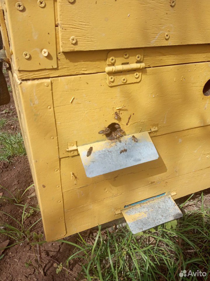 Пчело-пакеты купить на Зозу.ру - фотография № 2