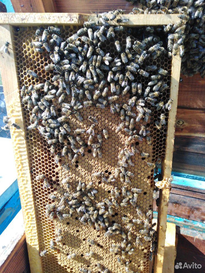 Продаю пчёл породы карпатка купить на Зозу.ру - фотография № 7