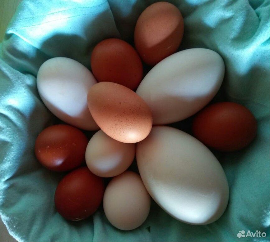 Яйца куриные, гусиные на еду/инкубацию купить на Зозу.ру - фотография № 3