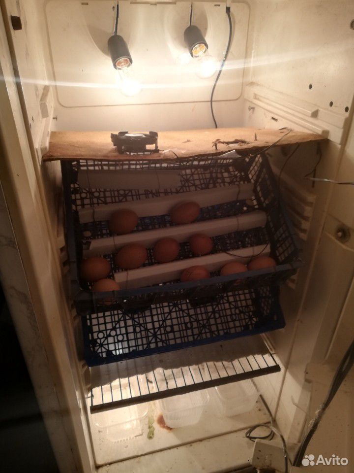 Инкубатор на 80 куриных яиц купить на Зозу.ру - фотография № 2