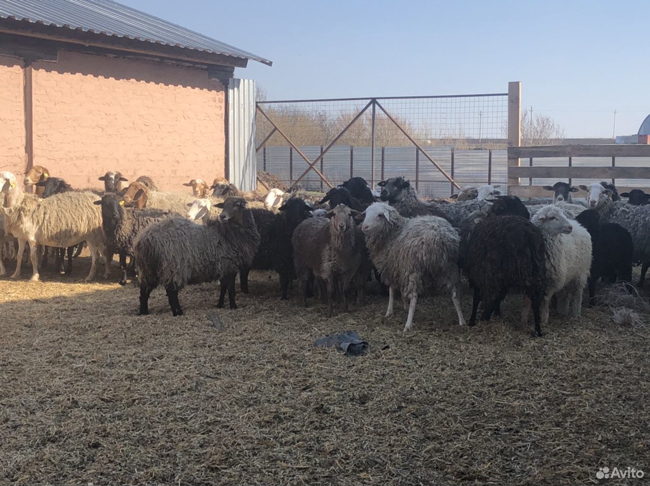 Продажа овцематок купить на Зозу.ру - фотография № 2
