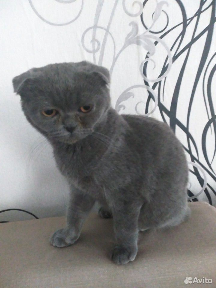 Вислоухий кот, чистокровный купить на Зозу.ру - фотография № 3