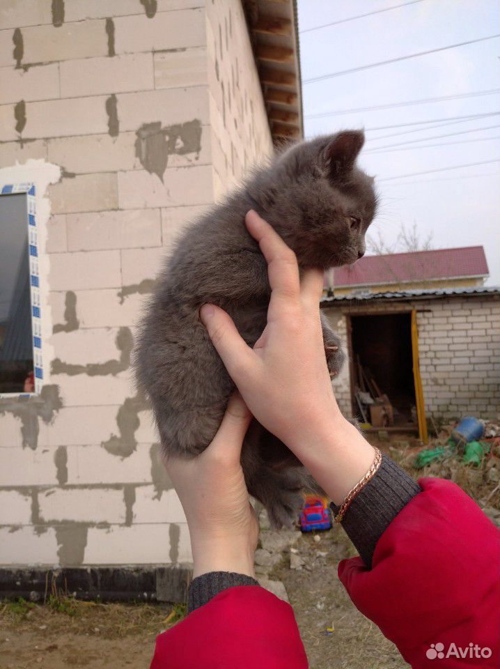 Кот и Кошка купить на Зозу.ру - фотография № 2