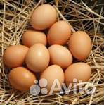 Продам свежие яйца домашних кур купить на Зозу.ру - фотография № 2