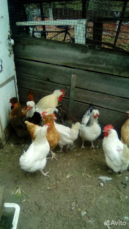 Яйцо инкубационное домашних куриц купить на Зозу.ру - фотография № 1