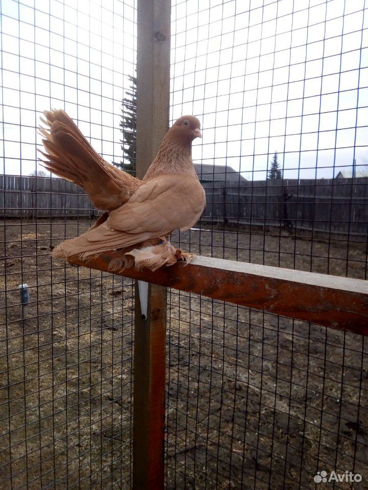 Статные голуби купить на Зозу.ру - фотография № 8