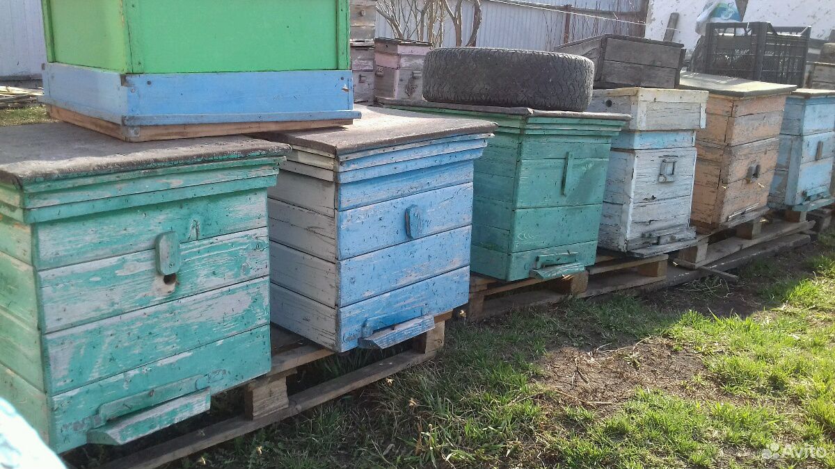 Продажа пчело-отводков купить на Зозу.ру - фотография № 3