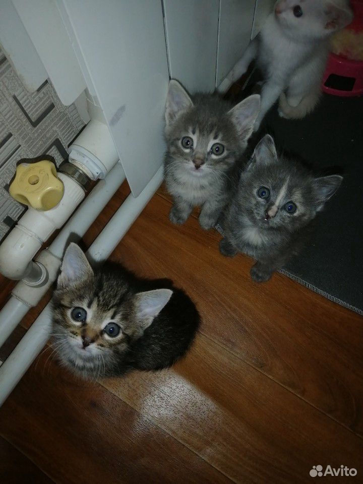 Котятки ищут себе новый дом купить на Зозу.ру - фотография № 1